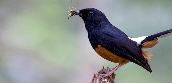 Popular songster: the White-rumped Shama is no longer protected although populations in Indonesia are plummetting © Danushka Senadheera (CC BY-NC-ND 2.0)