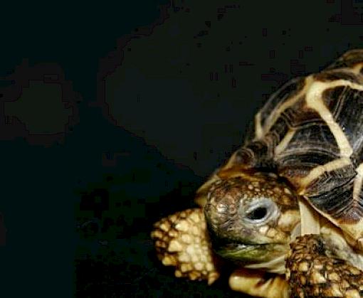 Tortoises and Freshwater Turtles Under Siege