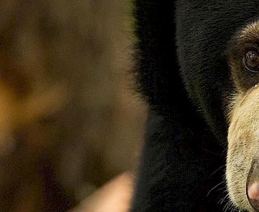 An update on the bear bile trade in Peninsular Malaysia