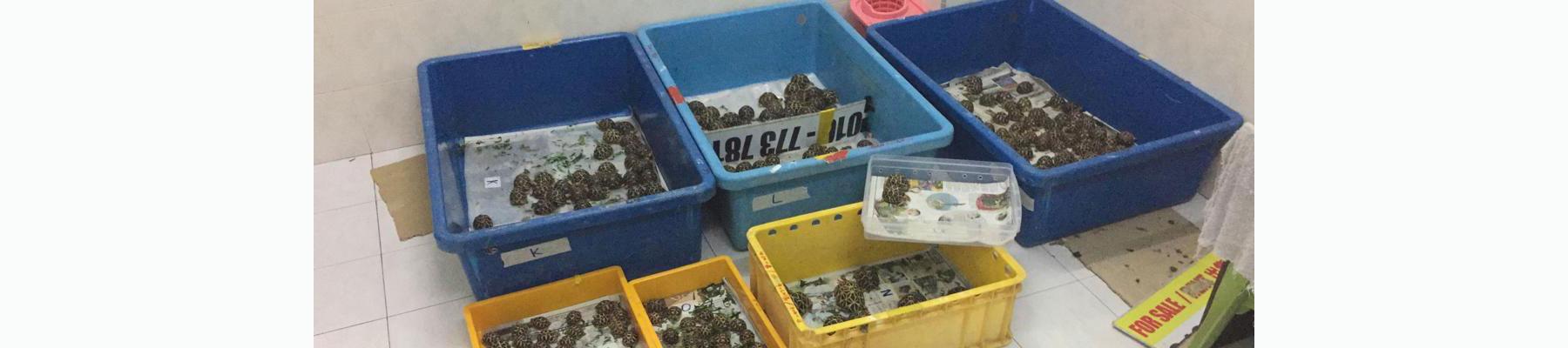 Boxes of seized Indian Star Tortoises, photo courtesy of Perhilitan.