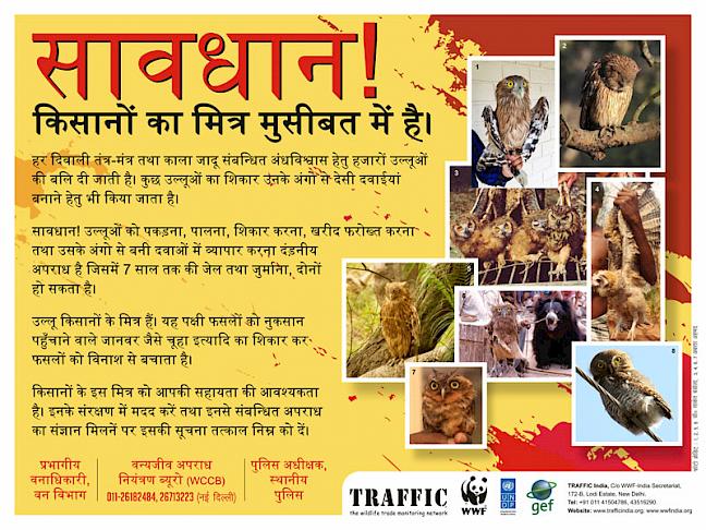 TRAFFIC warns of illegal trapping, trade and utilisation of owls around  Diwali - Wildlife Trade News from TRAFFIC