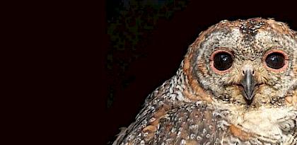 TRAFFIC warns of illegal trapping, trade and utilisation of owls around Diwali