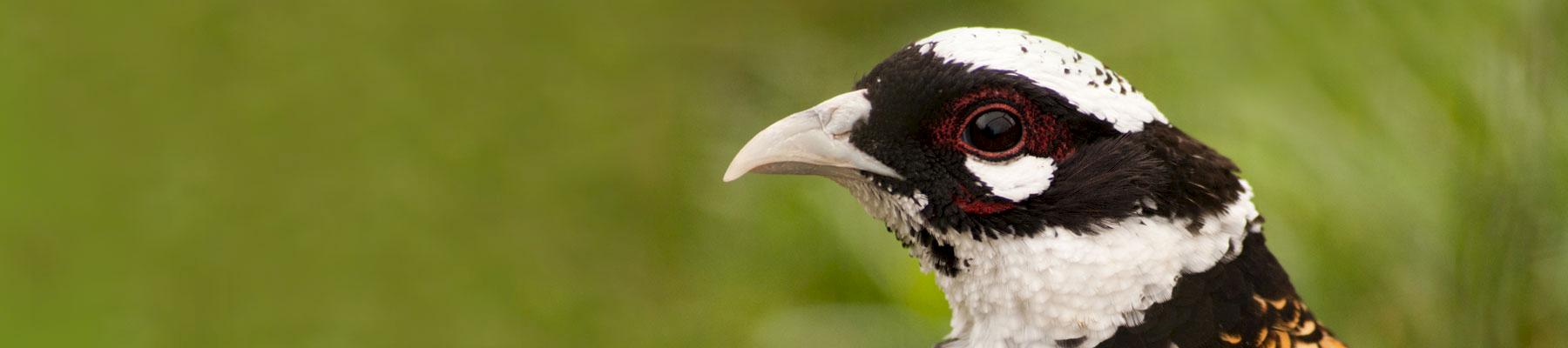 Reeve's Pheasant (Image by Allan Washbrook from Pixabay)