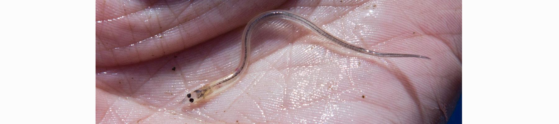 Glass Eel © Canopic/CC BY-NC-ND-2.0