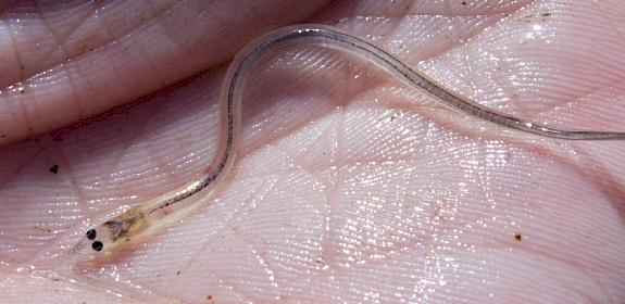 Glass Eel © Canopic/CC BY-NC-ND-2.0