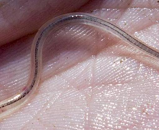 TRAFFIC warns of European Eel trafficking surge as fishing season gets underway
