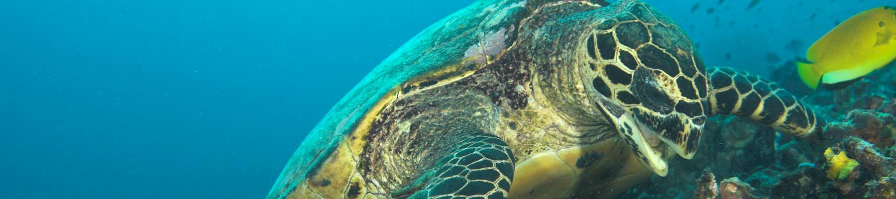 Hawksbill Turtle Eretmochelys imbricata © Simon Buxton / WWF 