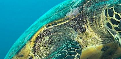 New study finds illegal trade in marine turtles persisting in Indonesia, Malaysia and Viet Nam