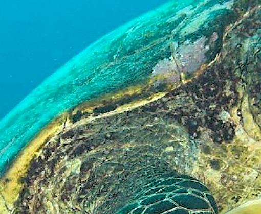 New study finds illegal trade in marine turtles persisting in Indonesia, Malaysia and Viet Nam