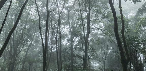 Natural forest, Cameroon © Andrew Walmsley / TRAFFIC