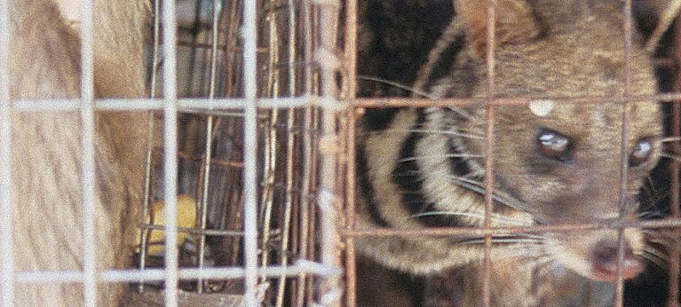China imposes temporary ban on all wild animal trade over coronavirus fears  - Wildlife Trade News from TRAFFIC