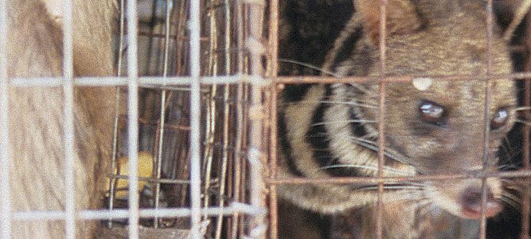 China imposes temporary ban on all wild animal trade over coronavirus fears - Wildlife Trade News from TRAFFIC China imposes temporary ban on all wild animal trade over coronavirus fears - Wildlife Trade News from TRAFFIC