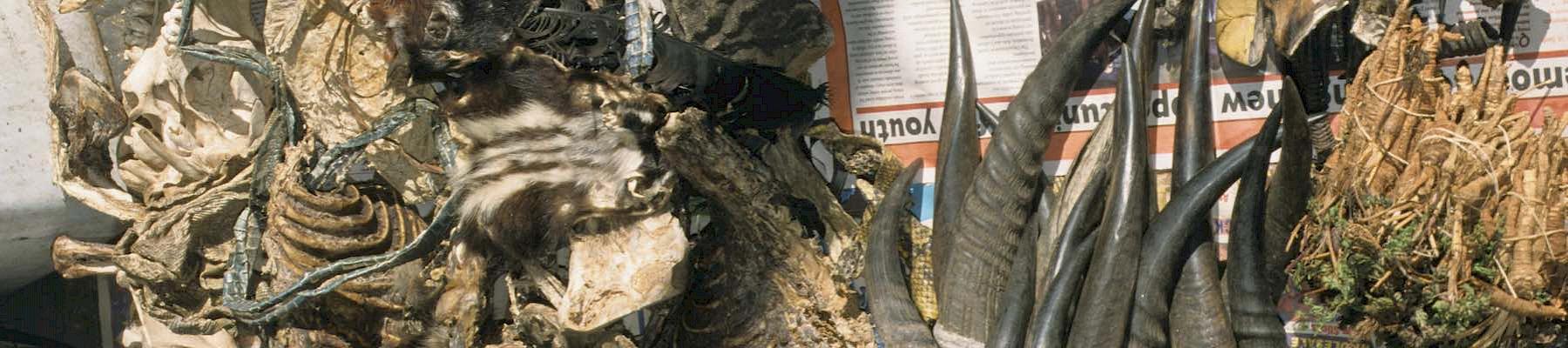 Market stall selling wildlife parts in Myanmar, 2005 © Chris R. Shepherd/TRAFFIC