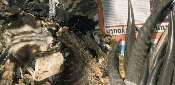 Market stall selling wildlife parts in Myanmar, 2005 © Chris R. Shepherd/TRAFFIC