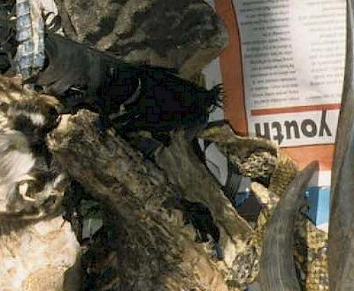 Southeast Asia: At the heart of wildlife trade