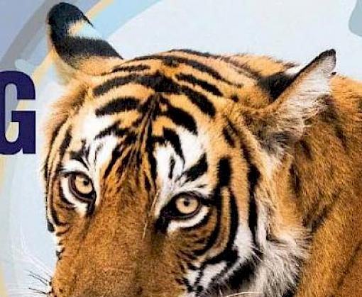 Tech companies take down 3 million online listings for trafficked wildlife