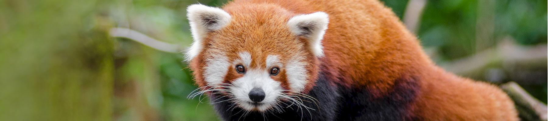 (Chinese) Red Panda Ailurus (fulgens) styani © Mathias Appel / Creative Commons 