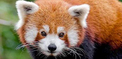 Illegal trade of Red Pandas in India and across borders
