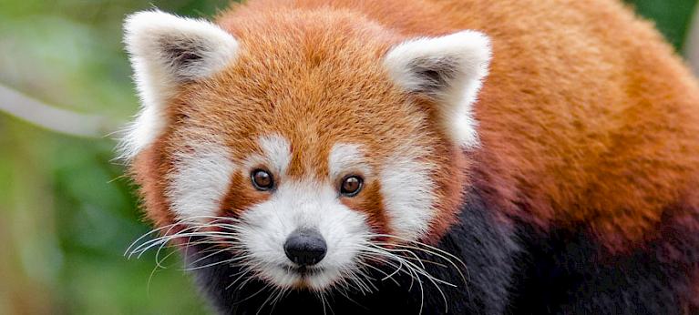 Illegal Trade Of Red Pandas In India And Across Borders Wildlife Trade Report From Traffic