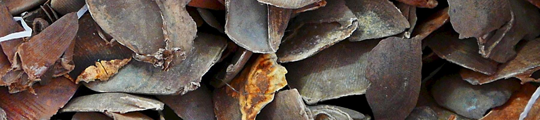 File photo of pangolin scales © TRAFFIC