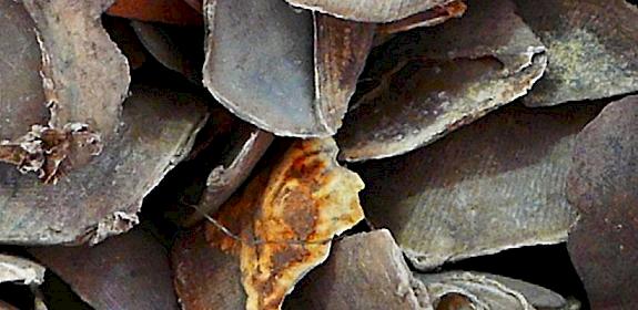 File photo of pangolin scales © TRAFFIC