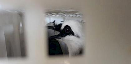 Protected, globally threatened Sumatran Laughingthrushes Garrulax bicolor were among the species seized © FLIGHT 