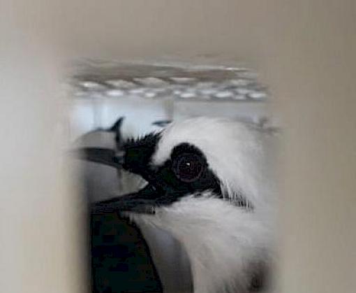 Indonesian man convicted for smuggling protected songbirds