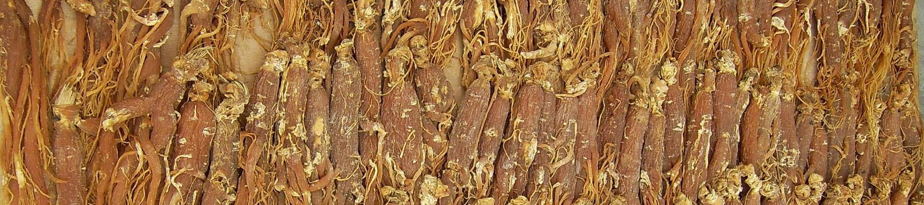 Panax ginseng root, one of the species in officially recommended COVID-19 treatments