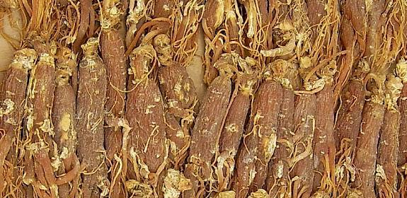 Panax ginseng root, one of the species in officially recommended COVID-19 treatments