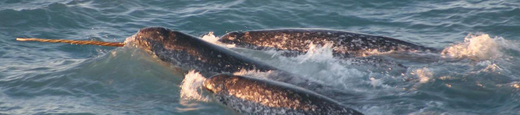 Narwhals © Dr. Kristin Laidre, Polar Science Center, UW NOAA/OAR/OER / Public domain