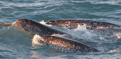 Narwhal conservation, sharks, raptors, glass eels and more in the latest TRAFFIC Bulletin