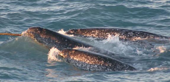 Narwhals © Dr. Kristin Laidre, Polar Science Center, UW NOAA/OAR/OER / Public domain