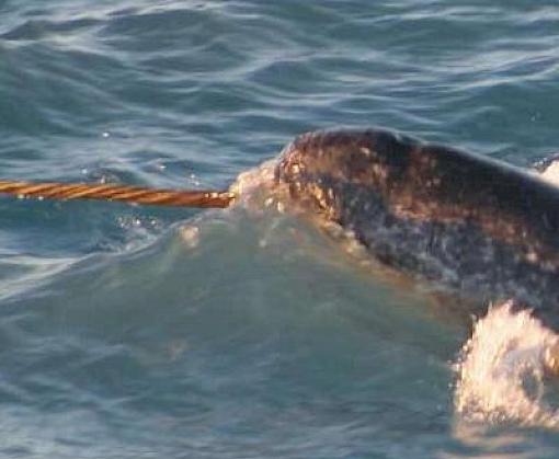 Narwhal conservation, sharks, raptors, glass eels and more in the latest TRAFFIC Bulletin