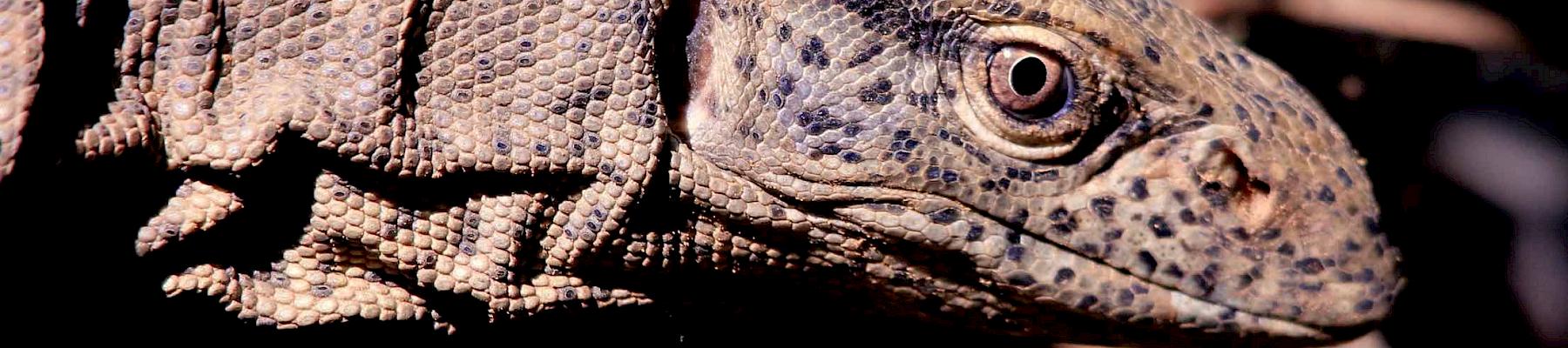 Monitor lizards are among the species reported as poched during lockdown © Manish Pandey