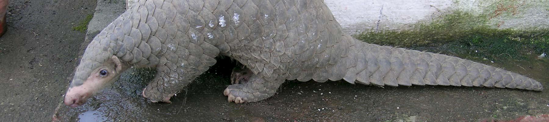 Chinese Pangolin © Sarita Jnawali 