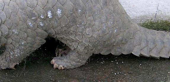 Chinese Pangolin © Sarita Jnawali 