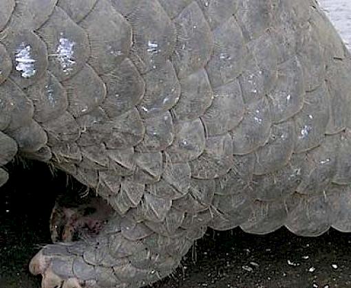 China moves to give full protection to native pangolins