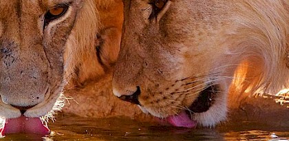 Wild lions under threat from murky pan-African trade, warns survey
