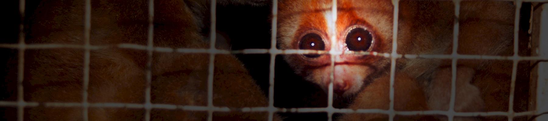 Two Slow Loris Nycticebus coucang, a popular pet in Japan, for sale in Kalimantan, Indonesia. Photo: WWF / Rob WEBSTER