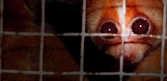 Two Slow Loris Nycticebus coucang, a popular pet in Japan, for sale in Kalimantan, Indonesia. Photo: WWF / Rob WEBSTER