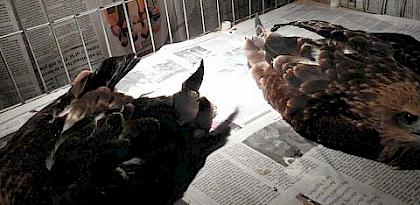 菲律宾野生动物非法贸易商被二次逮捕