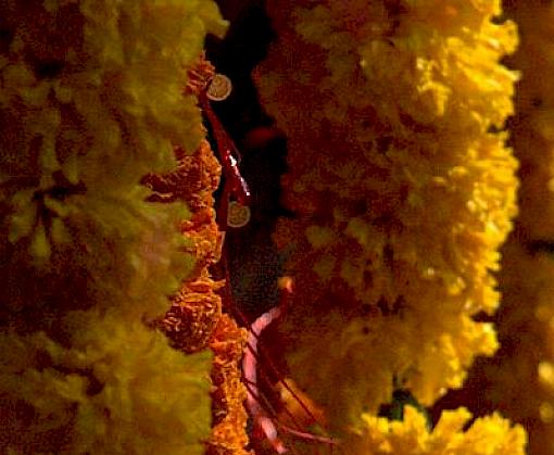 The Invisible Trade: Wild plants and you in the time of COVID-19