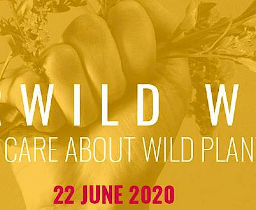 FairWild Week 2020: why wild plants matter more than ever