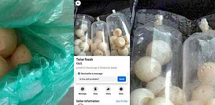 Huge fine and arrest cautions turtle egg traders against online sales in Sabah