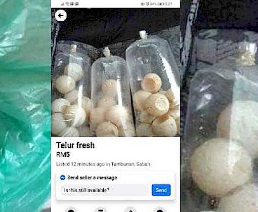 Huge fine and arrest cautions turtle egg traders against online sales in Sabah
