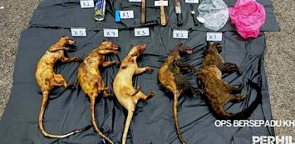 马来西亚的系列突袭行动逮捕了数名偷猎者与数百件野生动物身体部分