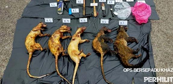 Some of the seized wildlife parts and assets © Perhilitan 
