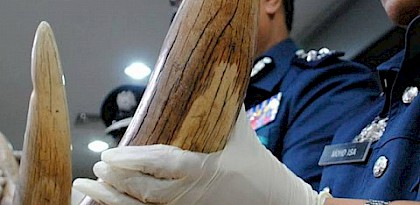Malaysia makes its eighth African pangolin scale and ivory seizure for 2017