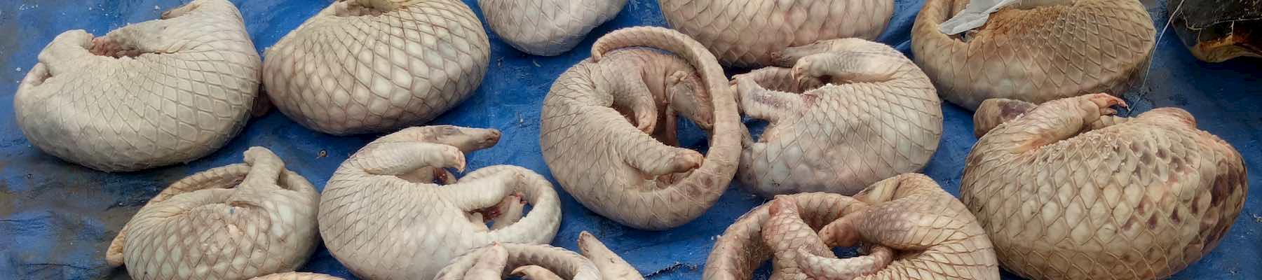 Frozen pangolins seized in Palawan, July 2018 © Marsha Posada-Ocampo/DENR