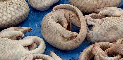 Ongoing illegal pangolin trade in the Philippines